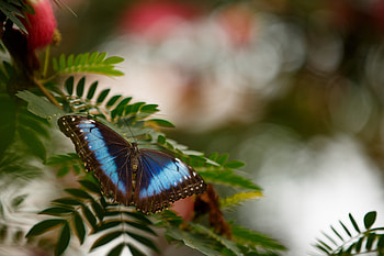 Animals, Branch, Butterfly, Wings, Spring, Leaflet HD wallpaper