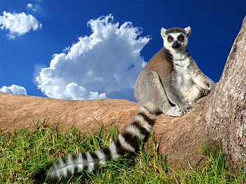 WHAT TIMES LUNCH, animal, clouds, trunk, tree HD wallpaper