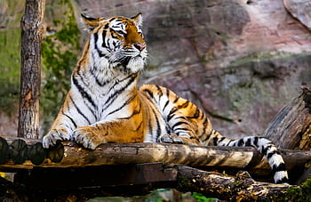 A majestic Bengal tiger rests on a log in its natural habitat, showcasing its striking stripes. HD wallpaper
