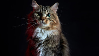 Twilight Kitty, eyes, cat, sitting, predator HD wallpaper