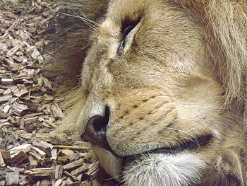 Close-up of Male African Lion Sleeping, Sleepy Lion, Lion, Colchester Zoo, African Lion, African Animals, Lion Sleeping, Big Cats, African Lion Sleeping HD wallpaper