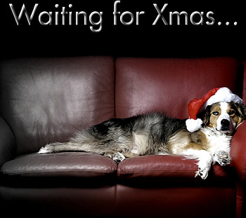 Waiting for Christmas, dog, holiday, sofa, lying, Christmas, animals, Waiting, santa hat HD wallpaper