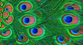 Feather, Miscellanea, Miscellaneous, Colorful, Colourful, Peacock HD wallpaper