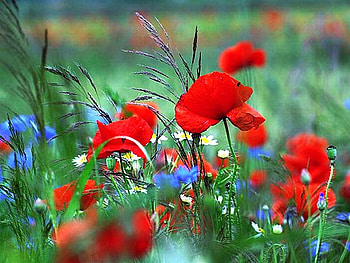 Red Flowers, beautiful, flowers, , red HD wallpaper