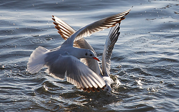 Animals, Birds, Water, Seagulls HD wallpaper