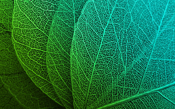 Green leaves, macro, veins HD wallpaper