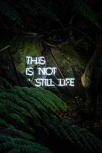 Inscription, still life, tree, nature HD phone wallpaper