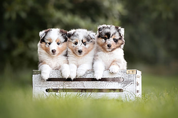 Border Collie Puppies, Border, Dog, Collie, Puppies HD wallpaper
