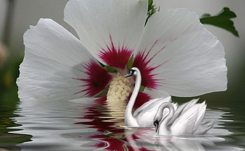 Reflection, swan, flowers, abstract, collages HD wallpaper