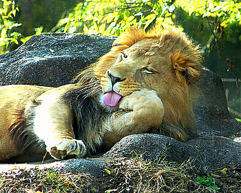 The Lion sleeps, animal, other, cat, nature HD wallpaper
