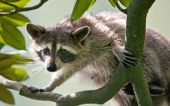 Raccoon , High-resolution , Wildlife appreciation, Nature's beauty HD wallpaper