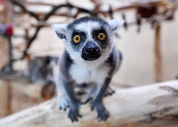 Ring Tailed Lemur, Animals, Kidnap drama, Home at the zoo HD wallpaper