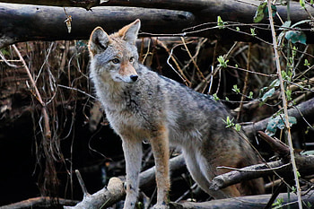 Coyote breeding season, Misconceptions fears, Stanley Park Ecology Society, Ecology events HD wallpaper