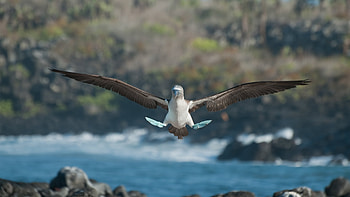 Blue-footed booby applying aero-brakes for landing., Animal, blue-footed booby HD wallpaper