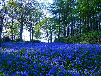 Wild Flowers, cool HD wallpaper