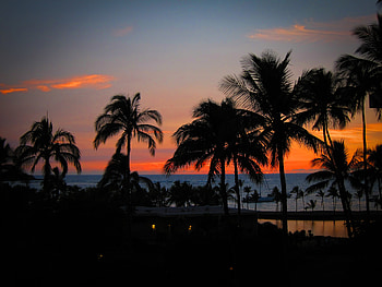 Nature, Sunset, Palms, Horizon, Ocean, Hawaii HD wallpaper