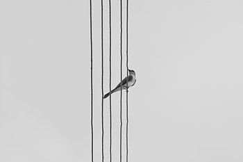 Bird, Minimalism, Bw, Chb, Monochrome, Wire, Wires HD wallpaper