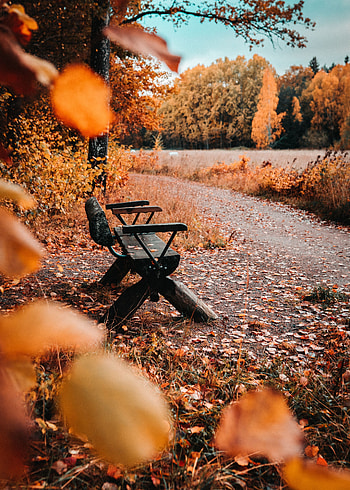 Nature, Autumn, Leaves, Foliage, Bench HD phone wallpaper