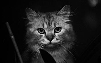 Kitten, animal, cute, cat, pet HD wallpaper