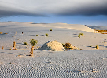 Desert Sands, sky, sand, plants, nevada HD wallpaper