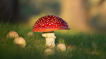 Closeup View Of Red Mushroom On Grass In Blur Background Nature HD wallpaper
