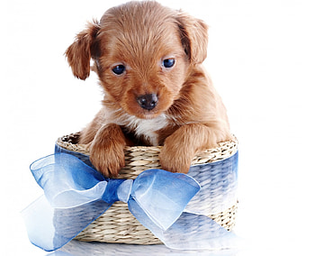 Sweet Puppy, dog, sweet, dogs, puppies, cute, basket, puppy, dog face, animals, adorable HD wallpaper
