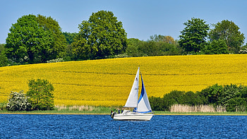 Spring Sailing, river, rape, field, landscape, trees, sky, sailboat HD wallpaper