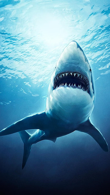 Shark, Adorable Fish HD phone wallpaper