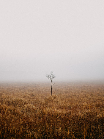 Nature, Wood, Tree, Fog, Field, Loneliness HD phone wallpaper