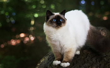 Cat fluffy beige, Cute animals cat, Blue eyes pitts, Cat with HD wallpaper