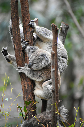 Funny, Animals, Koalas, Wood, Tree, Branches, Koala HD phone wallpaper