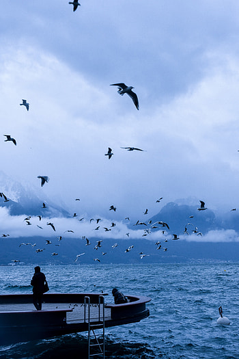 People, Nature, Birds, Sea, Pier, Miscellanea, Miscellaneous HD phone wallpaper