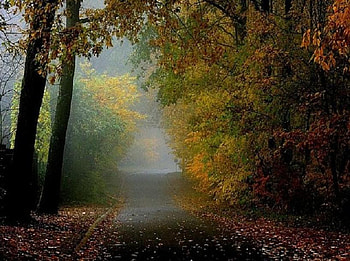 Early Autumn Morning, leaves, que, morning mist, trees, autumn, road, colours HD wallpaper