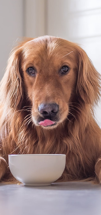 dog, Animal, golden retriever HD phone wallpaper