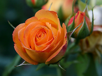 Beautiful Flower, rose, beautiful, , flower HD wallpaper