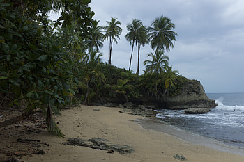 Landscape, Nature, Sea, Palms, Shore, Bank HD wallpaper