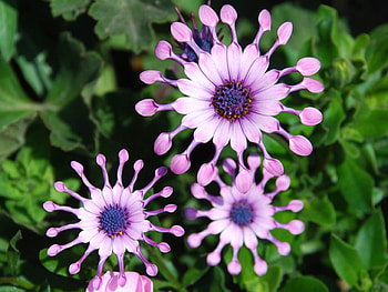 Beautiful Flowers, cool, beautiful, flowers HD wallpaper