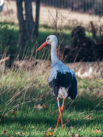 Tales of storks, Folklore and legends, Avian symbolism, Ancient beliefs HD phone wallpaper
