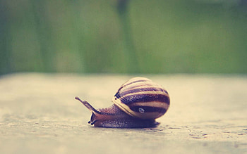 Animals, Surface, Snail, Carapace, Shell HD wallpaper