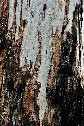 Wood, Wooden, Tree, Texture, Textures, Relief, Bark HD phone wallpaper