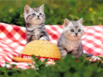 Picnic kitten, animal, kitten, cat, grass, feline, pet, picnic HD wallpaper