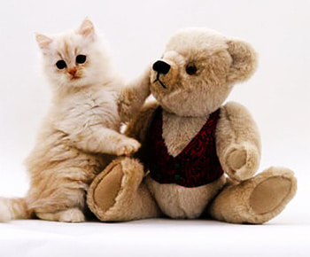 Kitten and teddy, cats, teddy, animals, kittens HD wallpaper
