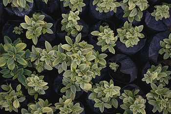 Plants, Macro, Decorative, Seedling, Seedlings HD wallpaper