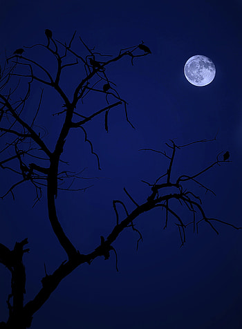 Birds, Night, Moon, Dark, Wood, Tree HD phone wallpaper