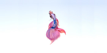 Colorful, Betta fish, minimal HD wallpaper