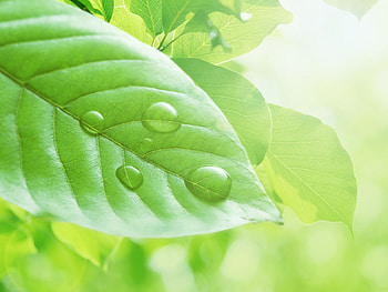 Leaf, life, green, tree HD wallpaper