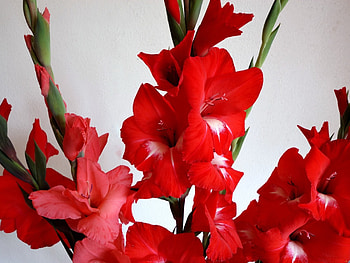 Bouquets of lovely flowers, bouquet, flowers, macro, red HD wallpaper