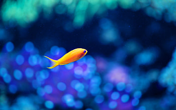 Little Fancy Fish, fish, little, cute, animals, sea HD wallpaper