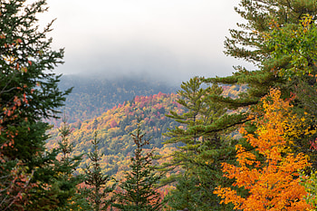 Nature, Autumn, Forest, Fog, Fir, Spruce HD wallpaper