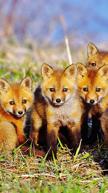 Fox cubs , Baby foxes, Cute animals, Playful HD phone wallpaper